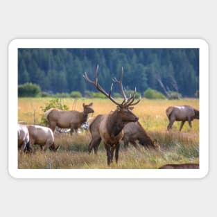 Rocky Mountain Moose Sticker